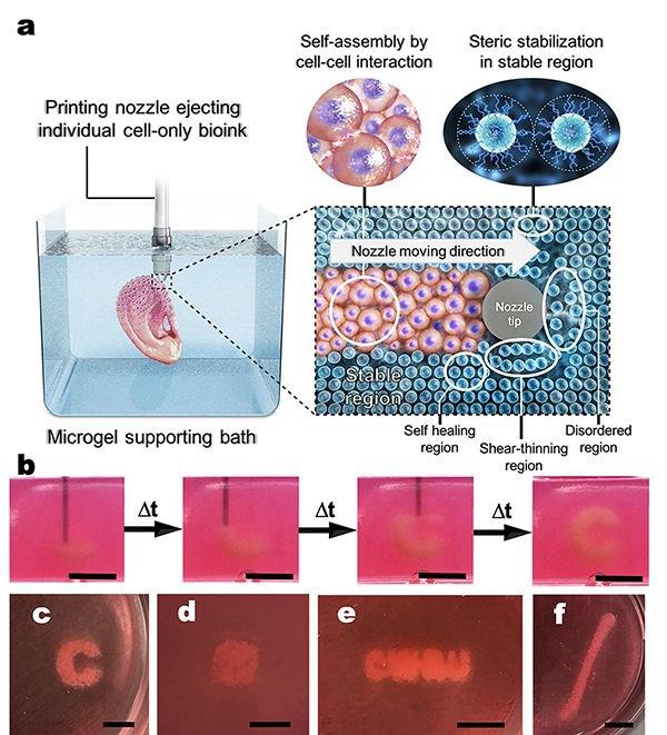 Stem cell 3d printing organs