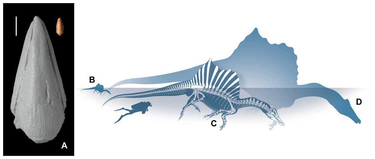 Spinosaurus 3d print