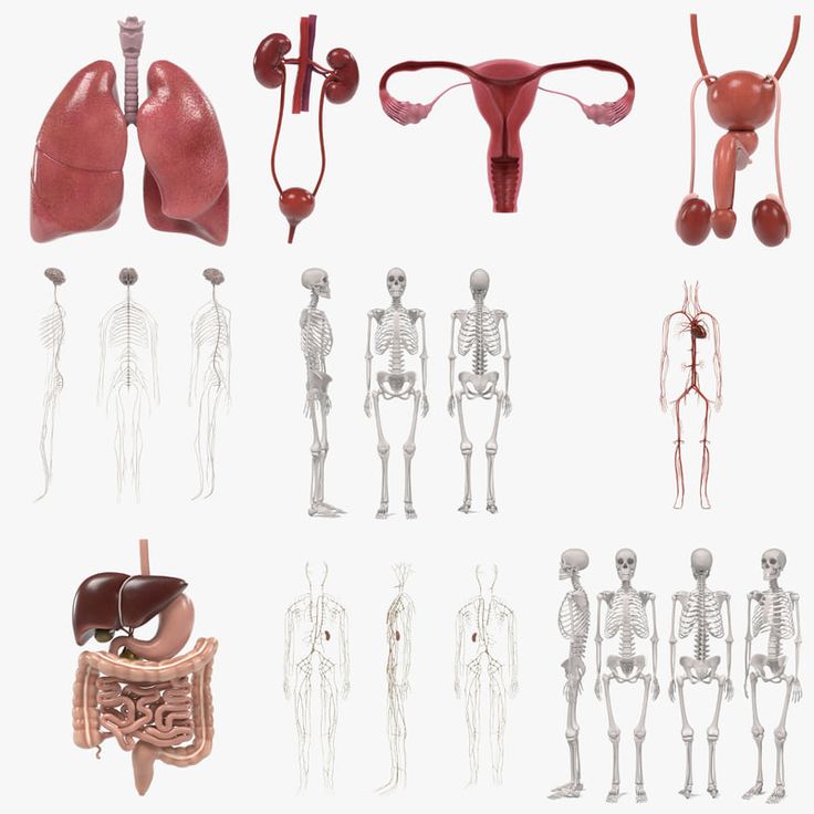 Human organ 3d printing