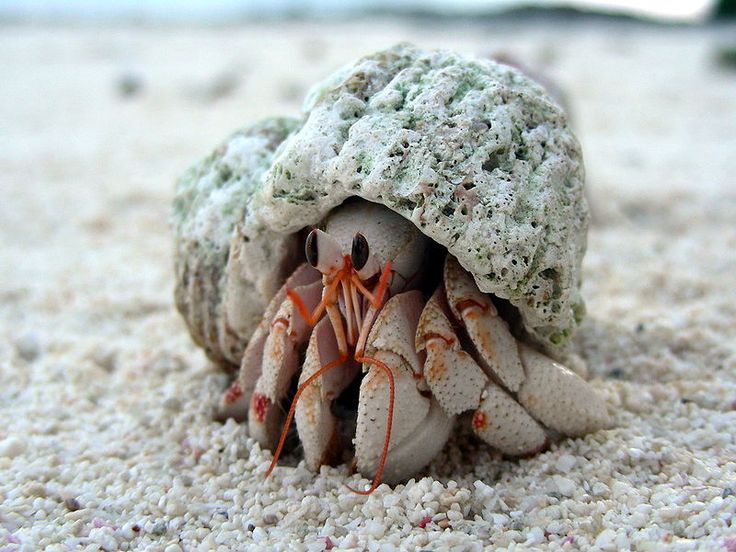 3D printed hermit crab shells