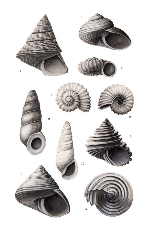 3D print shells