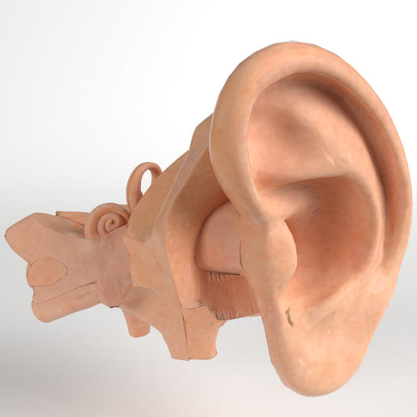 3D ear scanner